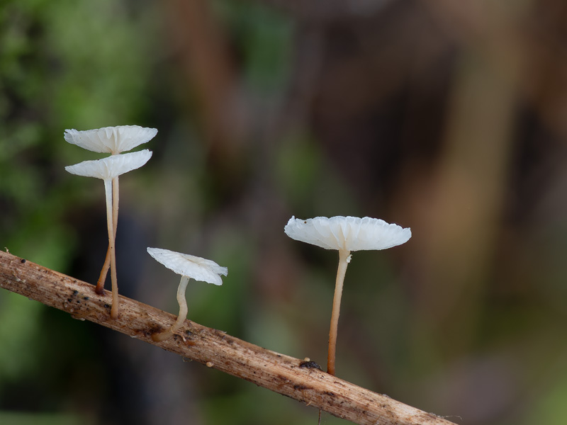 Marasmiellus vaillantii Marasmiellus vaillantii
